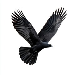 Obraz premium Black bird in flight against a white background. Wings spread wide, showing intricate feather details. Sharp focus on the bird
