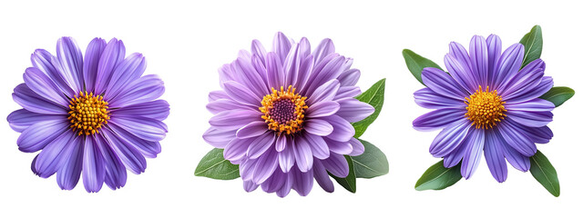 Naklejka premium Purple Aster flower on transparent background