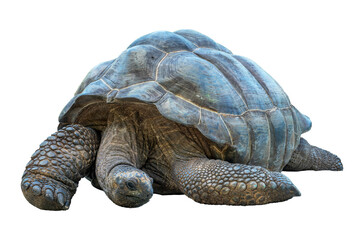 Close up portrait of a Seychelles giant tortoise isolated on  transparent or white background, png