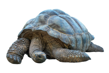 Close up portrait of a Seychelles giant tortoise isolated on  transparent or white background, png