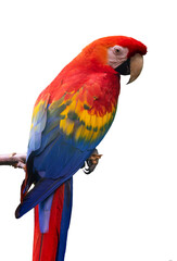 Close up portrait of  a scarlet macaw parrot (ara macao) isolated on transparent or white background, png