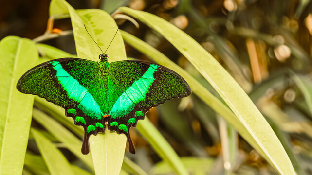 Graphium agamemnon, tailed jay butterfly, on a sunny summer day