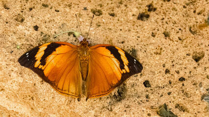Doleschallia bisaltide, autumn leaf butterfly, on a sunny summer day