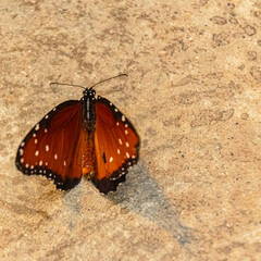 Danaus gilippus, queen butterfly, on a sunny summer day