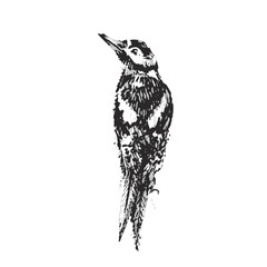Hand Drawn Woodpecker Illustration vector