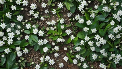 Top view of lush ground covered in vibrant white flowers and green leaves capturing the essence of summer's natural beauty