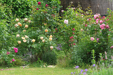Beautiful view of a cottage garden with lots of roses and other perennial plants in bright sunshine	