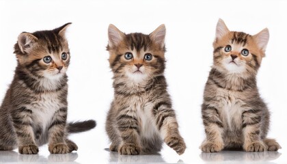 Cute Kitten Playing on Transparent White Background Adorable Feline Captured in HighDefinition Isolation, Showcasing Soft Fur Textures and Engaging Eye Contact