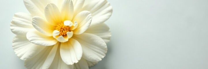 White carnation petals removed to reveal yellow core, flower, botanical