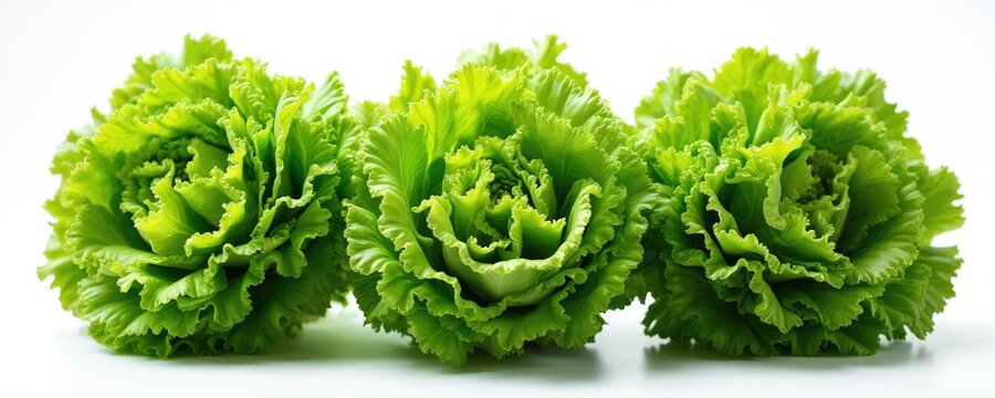 Three fresh green head lettuce salanova isolated on white background. Healthy diet salad ingredient. Raw leafy vegetable for cooking. Farming harvest from local garden. Vegetarian food rich in