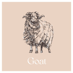Engraved hand drawn Goat Illustration