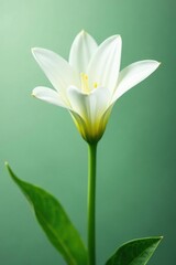 Fototapeta premium Delicate white flower petals unfold from a lush green stem, botanicals, stems