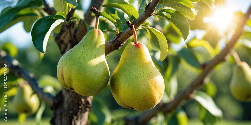 Poster ripening green pears hanging from a tree branch under bright summer sunlight with space for text or 