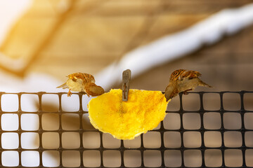 Sparrows are eating a pancake hanging on a fence net fixed with a clothespin on a sunny winter day