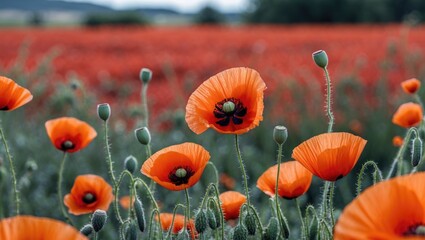 Obraz premium Vibrant Red Field of Poppy Flowers with Blurred Landscape Background Ideal for Text Overlay or Nature Themed Designs