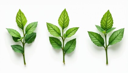 Three fresh mint sprigs isolated on white background. Natural light transparent shadows. Green leaves branches. Herbal ingredient for culinary, cosmetics, aromatherapy, tea. Spearmint peppermint