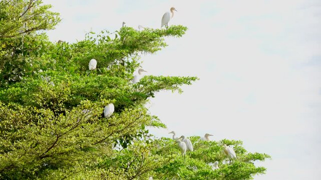 Flock of Cattle Egret or Bubulcus ibis birds, White birds are grouped together in a tree, Flocks of migratory birds from cold continents.