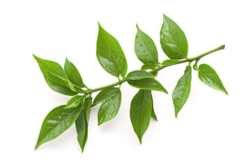 Andrographis Paniculata Leaves, Natural Herbal Medicine concept, Generative AI Illustration