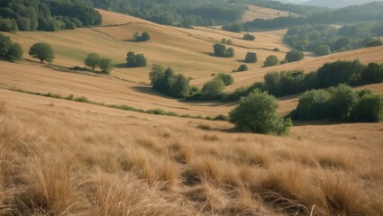Fototapeta premium Scenic View of Expansive Dry Grass Meadows Under Warm Summer Light in Rural Landscape