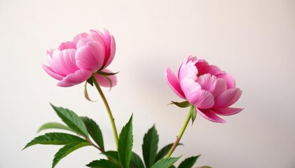 Fototapeta premium Pink peony blooms against a soft white background, garden, bloom, arrangement