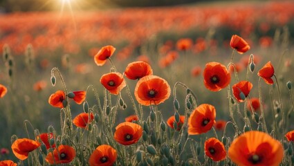 Obraz premium Vibrant Poppy Field Bathed in Golden Sunlight with Blooming Flowers and Soft Green Background