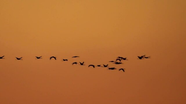 Fliegende Kraniche bei Abendd&auml;mmerung, Grauer Kranich, Eurasischer Kranich, Grus grus, Zugvogel, Formationsflug