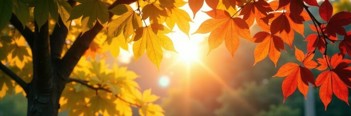 Sunshine filters through colorful tree branches, sunny, leafy