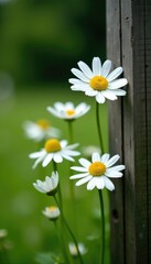 Fototapeta premium White chamomile blooms on a wooden fence post, petals, wildflowers