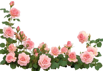 Pink roses border, PNG transparent background, PNG file with white borders around the rose bush, PNG 
