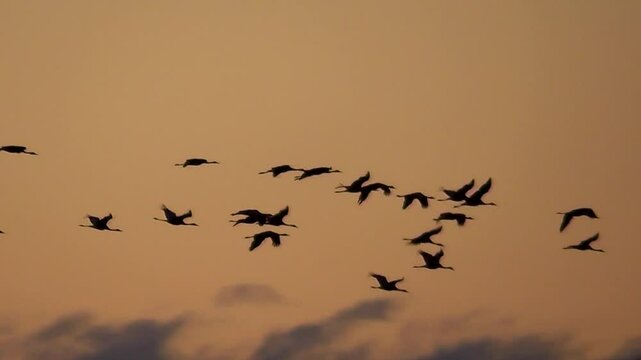 Fliegende Kraniche bei Abendd&auml;mmerung, Grauer Kranich, Eurasischer Kranich, Grus grus, Zugvogel, Formationsflug