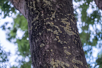 tree in the forest moss