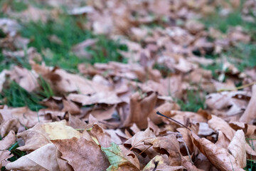 autumn leaves on the ground