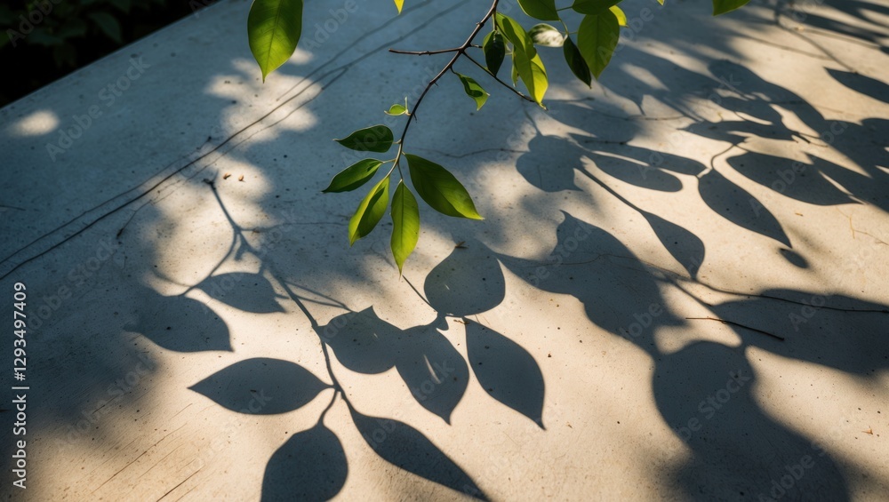 Poster Leaves Casting Intricate Shadows on a Textured Surface in Soft Natural Light