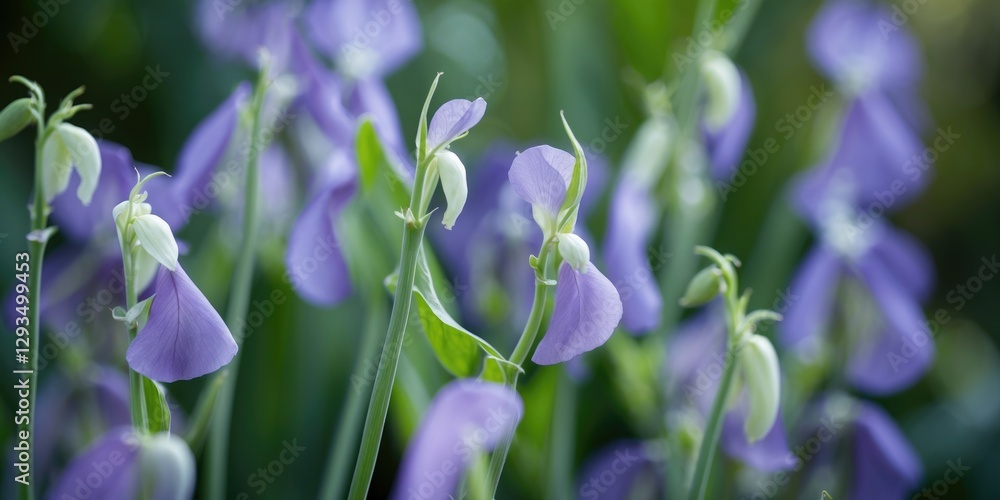 Poster gentle soft focus on delicate pea flowers with green background and ample space for text or design e