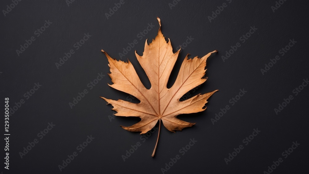 Poster dried brown maple leaf on a black background emphasizing texture and autumn aesthetics for natural o