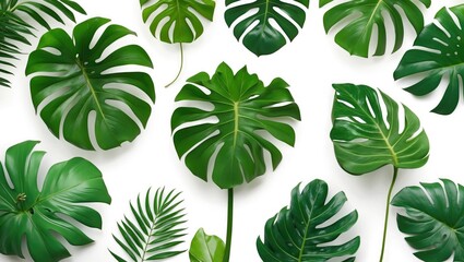 Set of vibrant green monstera and tropical leaves arranged on a bright white background for elegant design and decoration ideas.