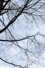 Tree silhouette with bare branches and twigs in a forest against bright sky during winter season, vertical natural abstract trees woodland background