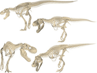 vector sketch of trex dinosaur bone fossil design for display in a museum © nur