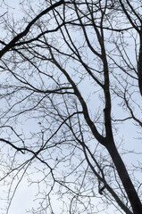 Tree silhouette with bare branches and twigs in a forest against bright sky during winter season, vertical natural abstract trees woodland background
