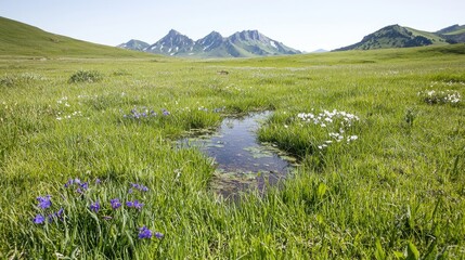 Obraz premium Small stream flows through a lush green alpine meadow with wildflowers under a clear sky with mountains in the background.