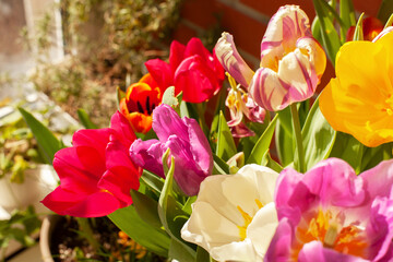 Bright potted mix of colorful beautiful tulips, close up. Growing spring bulb flowers on balcony or terrace, home gardening concept. Large bouquet for March 8 or Mother's Day, selective focus