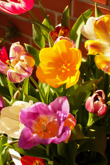 Bright mix of colorful beautiful tulips in vase or pot. Growing spring bulb flowers on balcony or terrace. Large bouquet for March 8 or Mother's Day, selective focus
