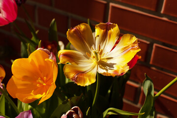Beautiful striped red and yellow blooming tulips close up. Sunny bouquet of spring flowers for March 8 or Mother's Day.