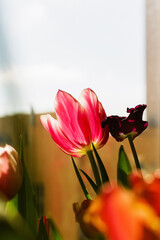 Beautiful striped pink and white blooming tulips close up. Sunny bouquet of spring flowers for March 8 or Mother's Day.