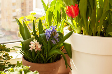 Beautiful bright mix of colorful tulips and hyacinths in pots on windowsill on balcony. Growing spring bulbs flowers, home gardening concept.