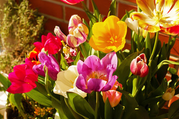 Beautiful bright mix of colorful beautiful tulips in vase or pot. Growing seasonal bulb flowers on balcony or terrace. Large bouquet for March 8 or Mother's Day, selective focus