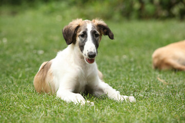 Puppies of Russian Hunting Sighthound