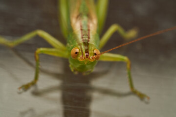 Green Grasshopper on White Background