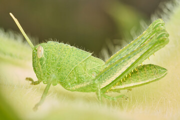 Close Up of Grasshopper on Sunflower Leaf