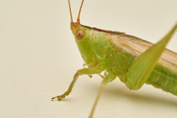 Green Grasshopper on White Background